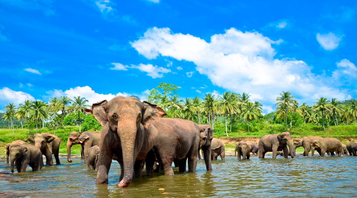 Onder andere Sri Lanka wordt uitgelicht